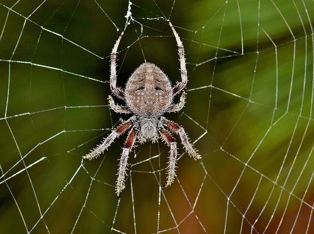 How to Overcome the Fear of Spiders (Arachnophobia) with CBT